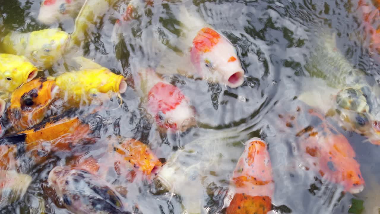 A colorful display of koi fish swimming gracefully in a serene pond showcasing aquatic beauty.