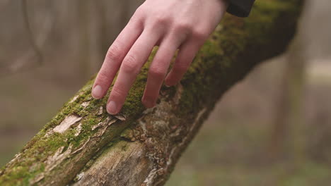 someone caresses the moss of a forest trunk