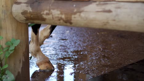 Low-angle-shot-of-the-forelimbs-of-a-stabled-horse-moving-against-the-wet-ground