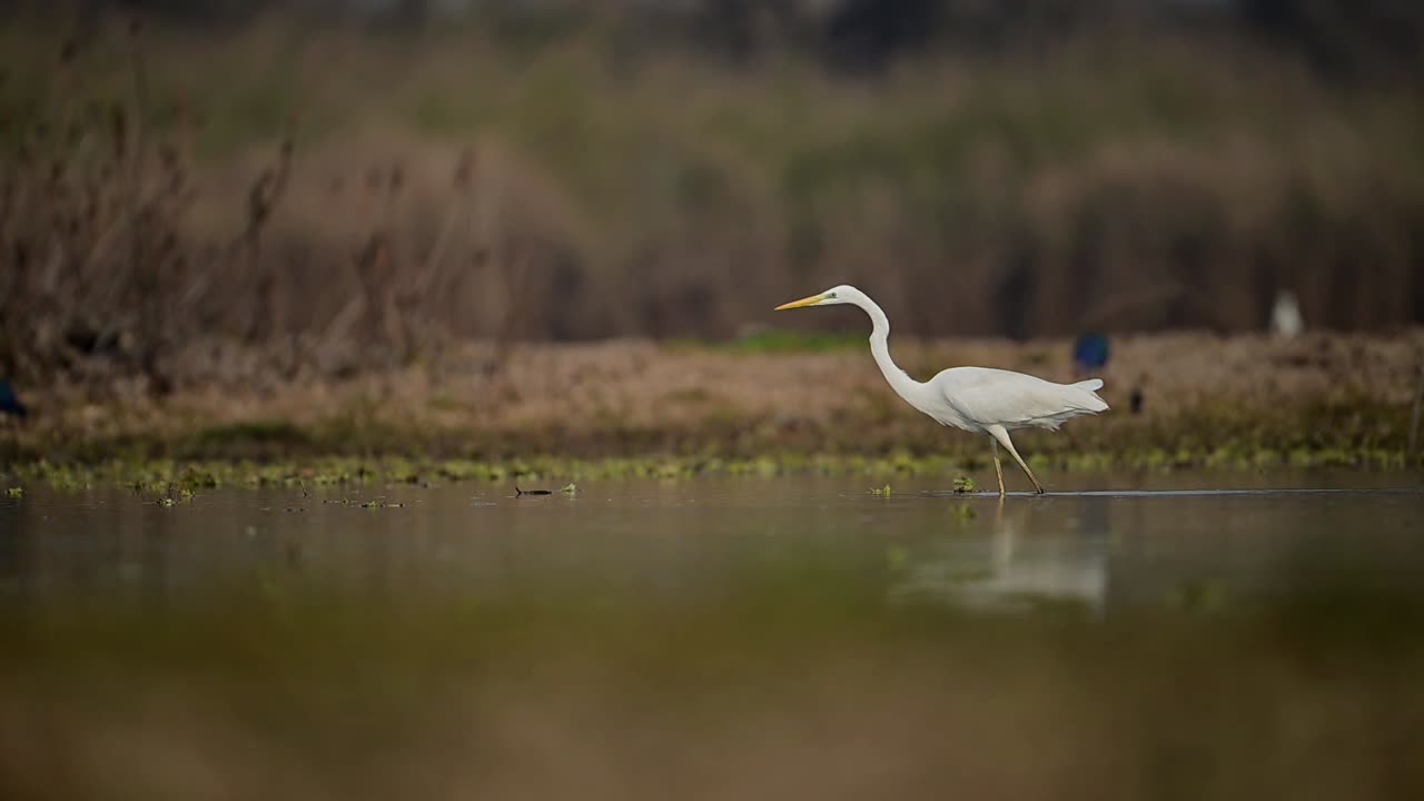 la gran garza pescando en los humedales