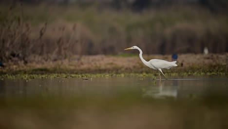 the great egret fishing in wetland