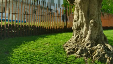 A-tree-with-interesting-roots-in-the-roof-park-in-Porto