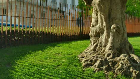 A tree with interesting roots in the roof park in Porto