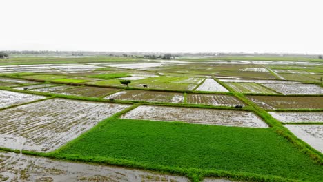 Luftaufnahme-Von-Reisfeldern-In-Der-Nähe-Von-Hoi-An-In-Vietnam