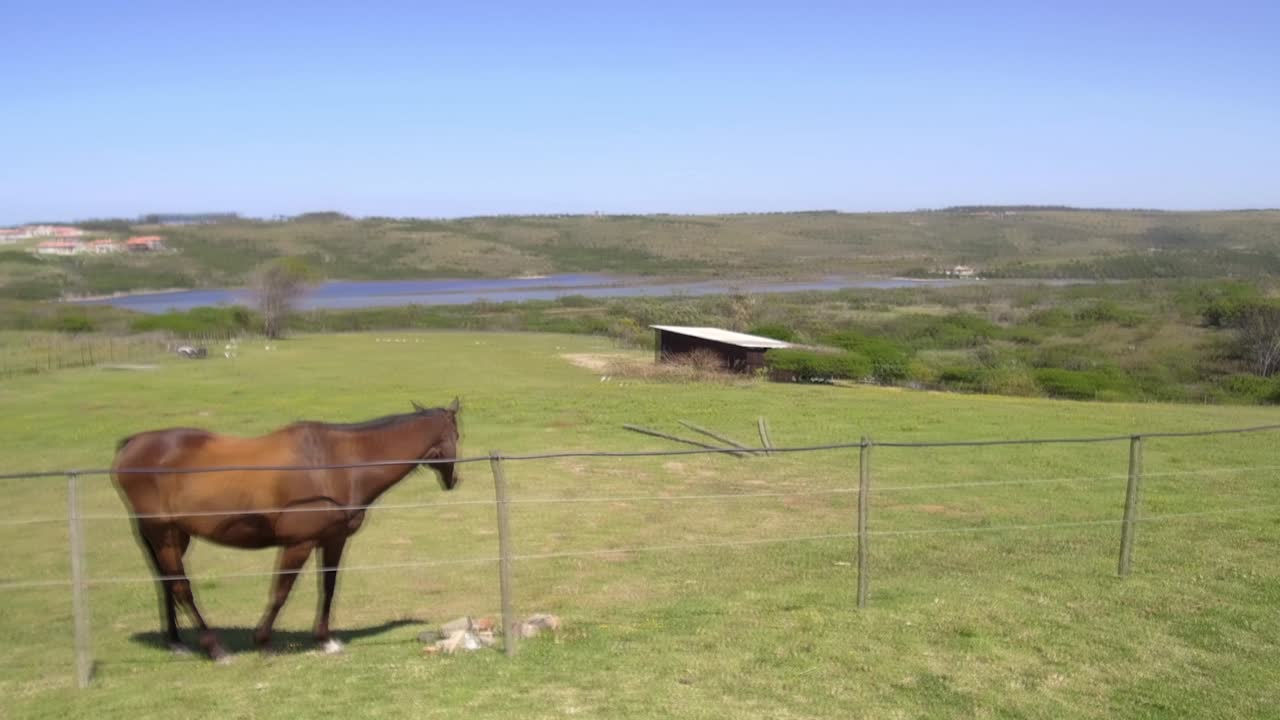 caballo pastando en una granja con vistas a un río