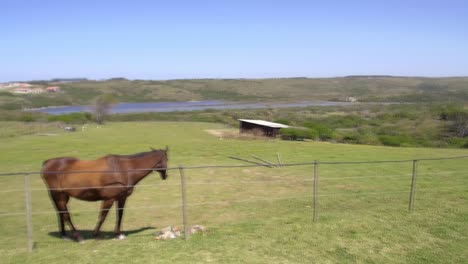 Caballo-Pastando-En-Una-Granja-Con-Vistas-A-Un-Río