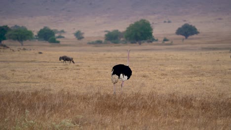 Nordafrikanischer-Strauß,-Der-Vor-Einer-Gnuwanderung-Auf-Den-Ebenen-Des-Ngorongoro-Kraterreservats-In-Tansania-Spazieren-Geht,-Schwenk-Nach-Rechts,-Folgt-Der-Aufnahme