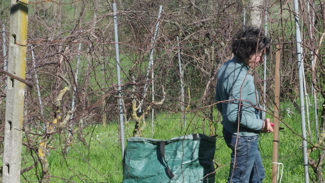 Strong independent caucasian Italian farmer prunes vines during late winter dormancy among bare rows in Martani hills, preserving tradition and quality grape production under soft seasonal light