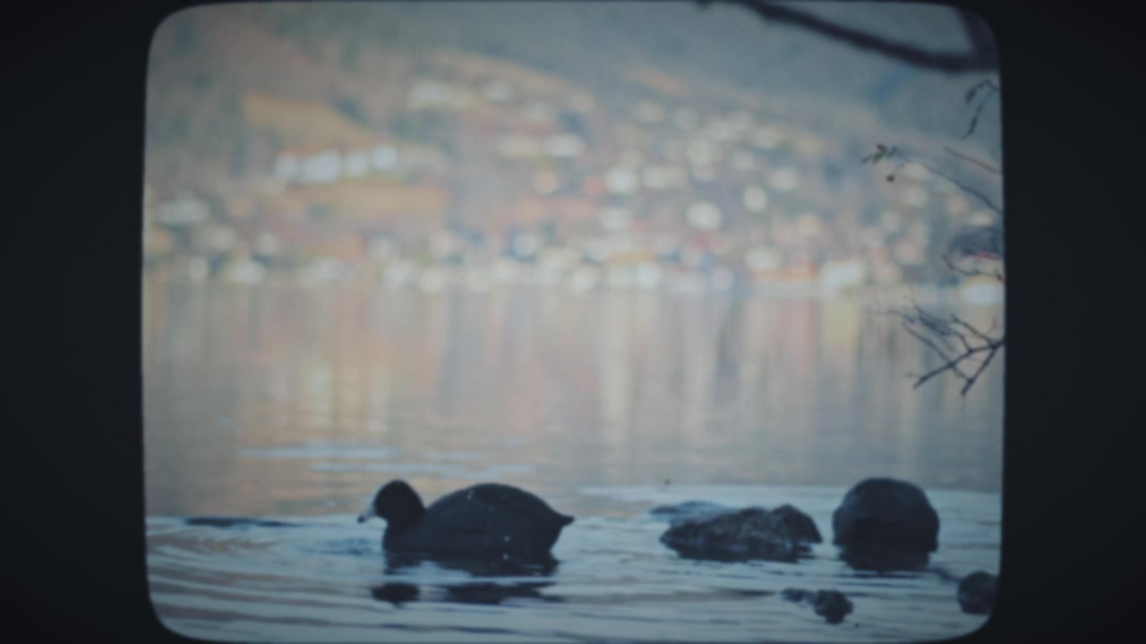 Two duck birds floating in a lake