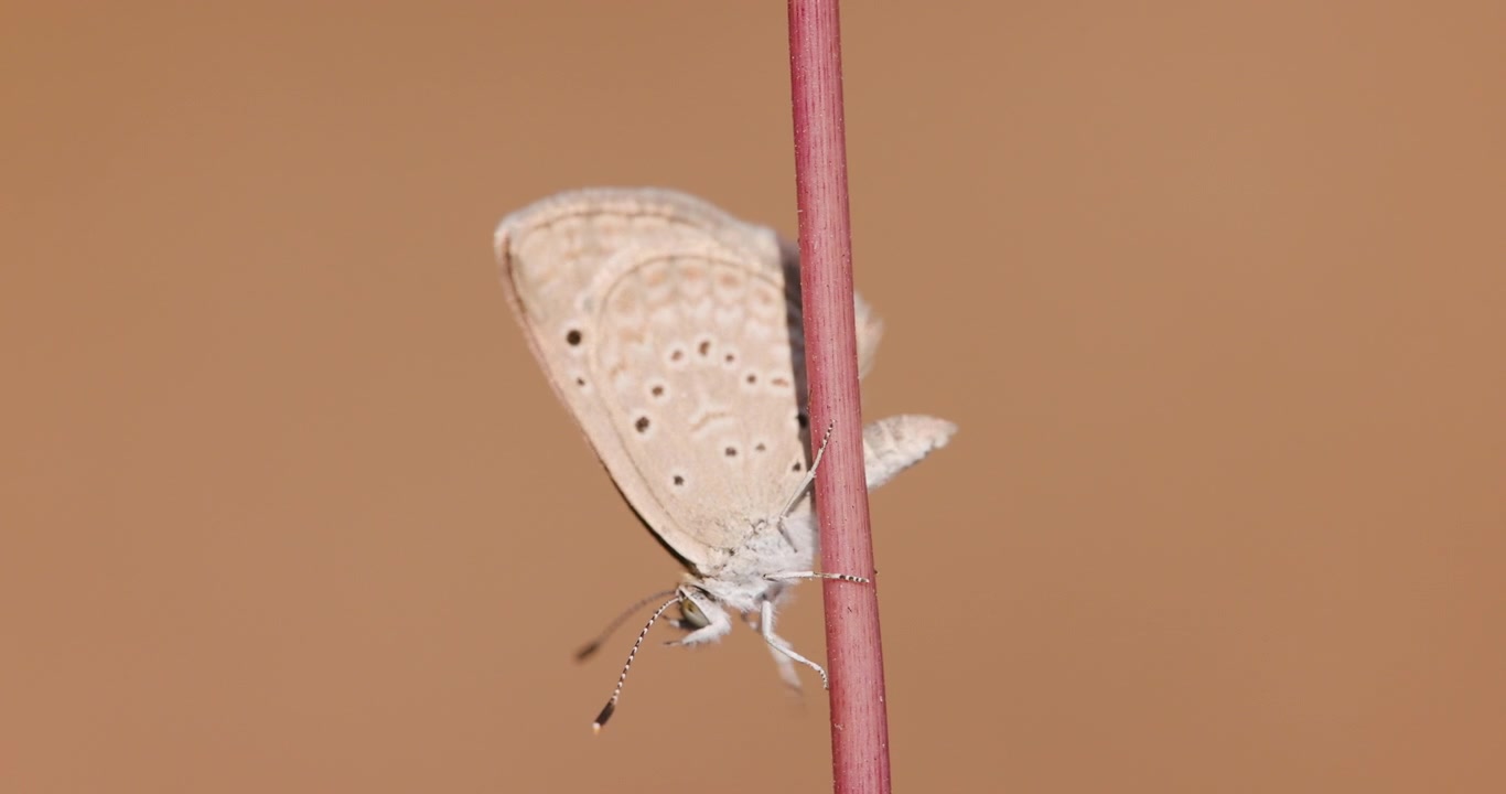 Routine mattutina di toelettatura della farfalla Common Grass Blue, che batte le zampe e si pulisce la testa; uno sguardo dettagliato alla preparazione per il decollo invernale all'alba.