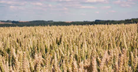 Wheat-Field-Agriculture