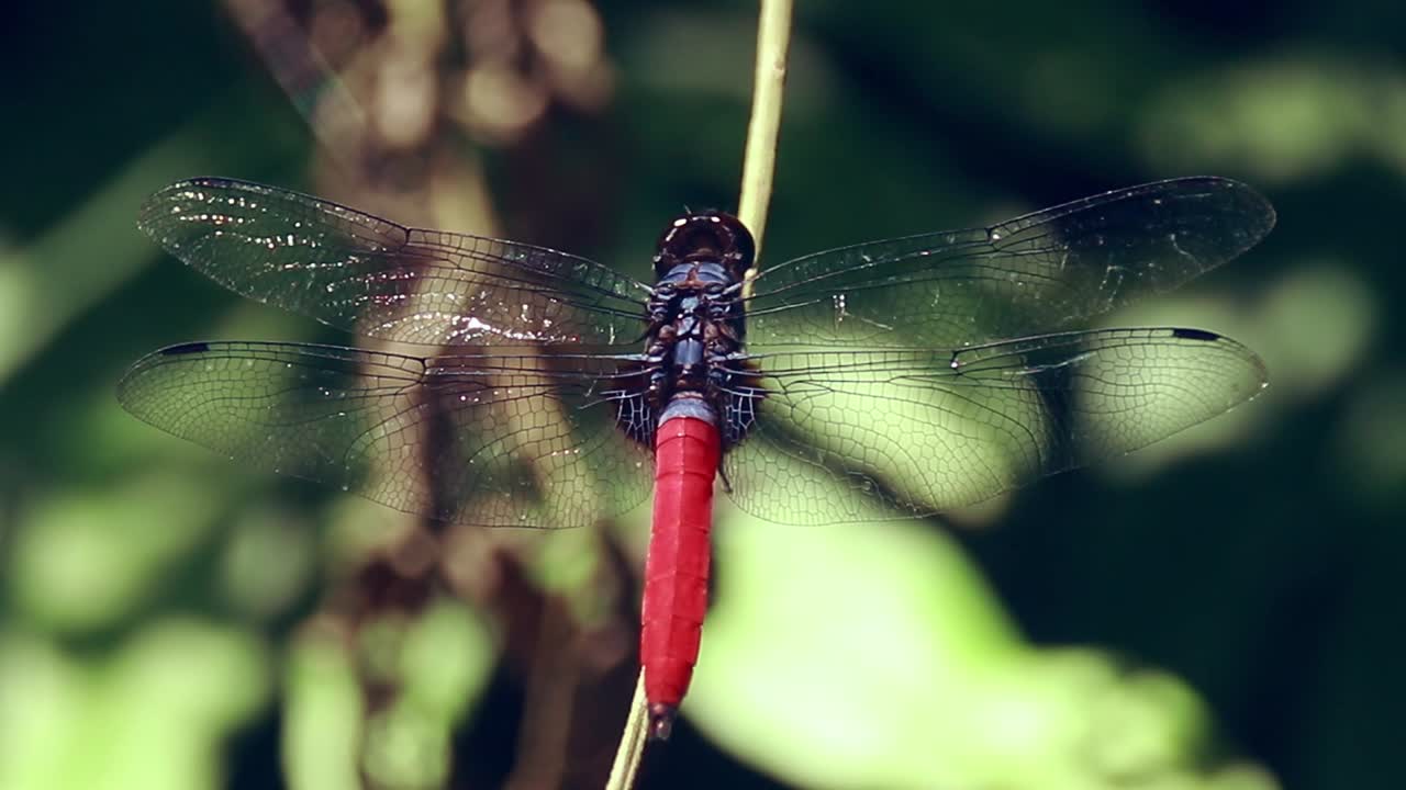 movimiento ambiental del halcón de pantano de cola carmesí posado en una ramita balanceada antes de volar lejos