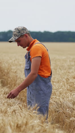 agricultor inspeccionando el cultivo de trigo