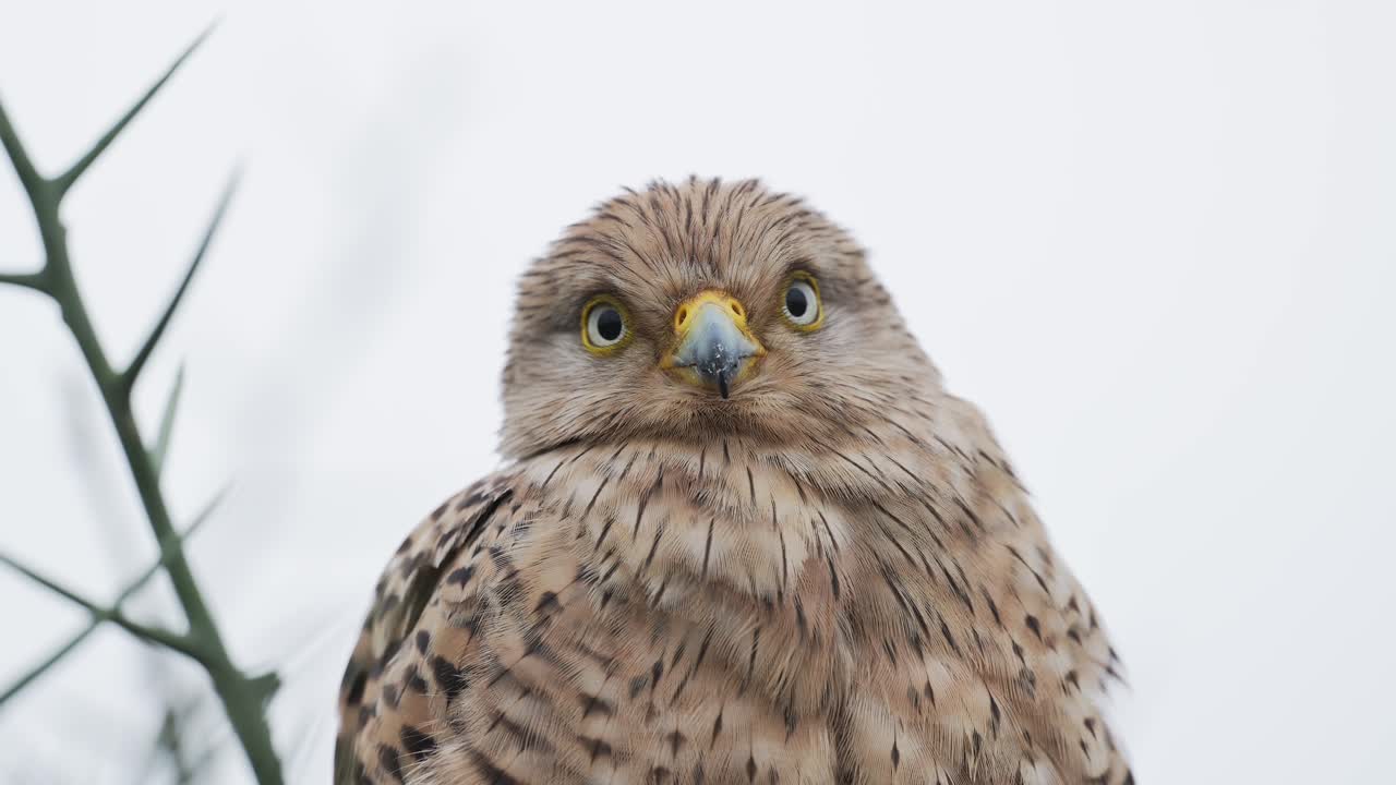 Close-up of a Brown Falcon