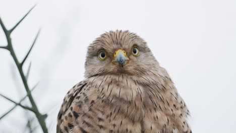close-up of a brown falcon
