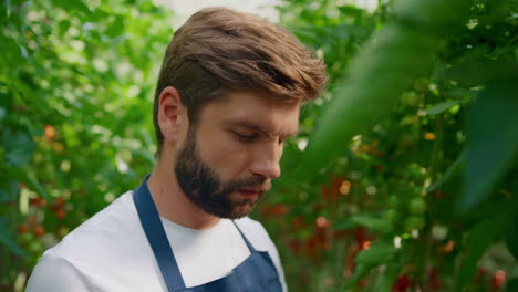 dueño de una empresa agrícola comprobando el proceso de crecimiento de tomates orgánicos en una gran granja impresionante
