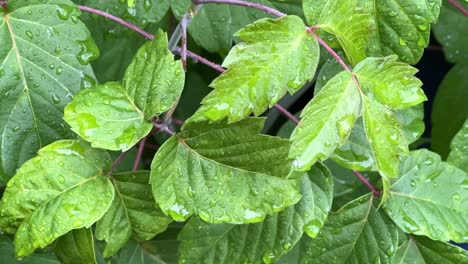 Gotas-De-Lluvia-Sobre-Hojas-Verdes-Frescas---Primer-Plano