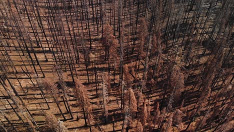 Aerial-Shot-Flying-Above-Burned-Trees-After-Destructive-Wildfire