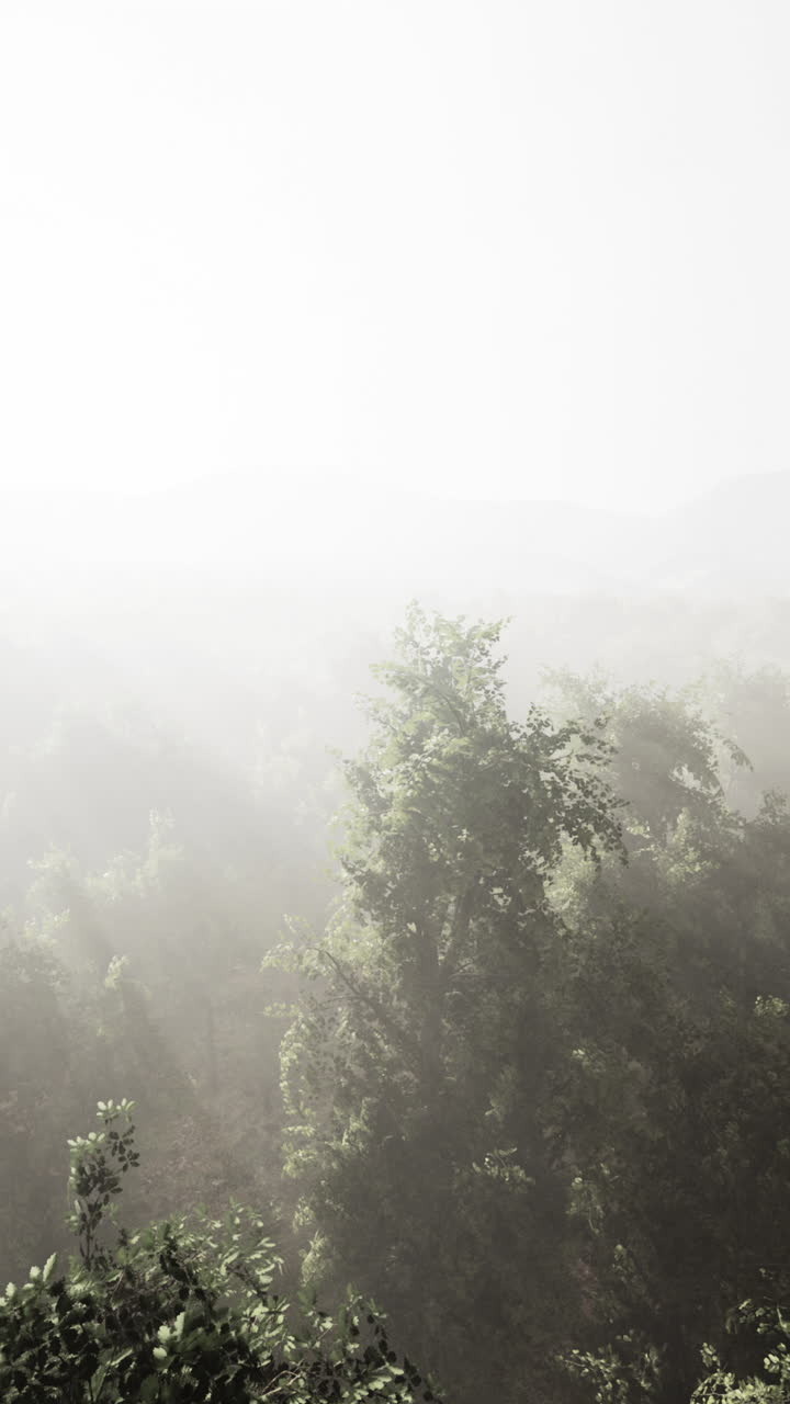 안개 숲: 안개와 평온한 풍경