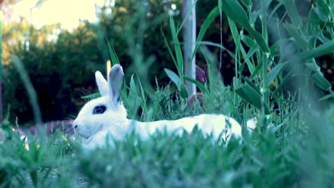 una fotografía de un conejo que se había acostado en los campos y de repente se levantó y huyó