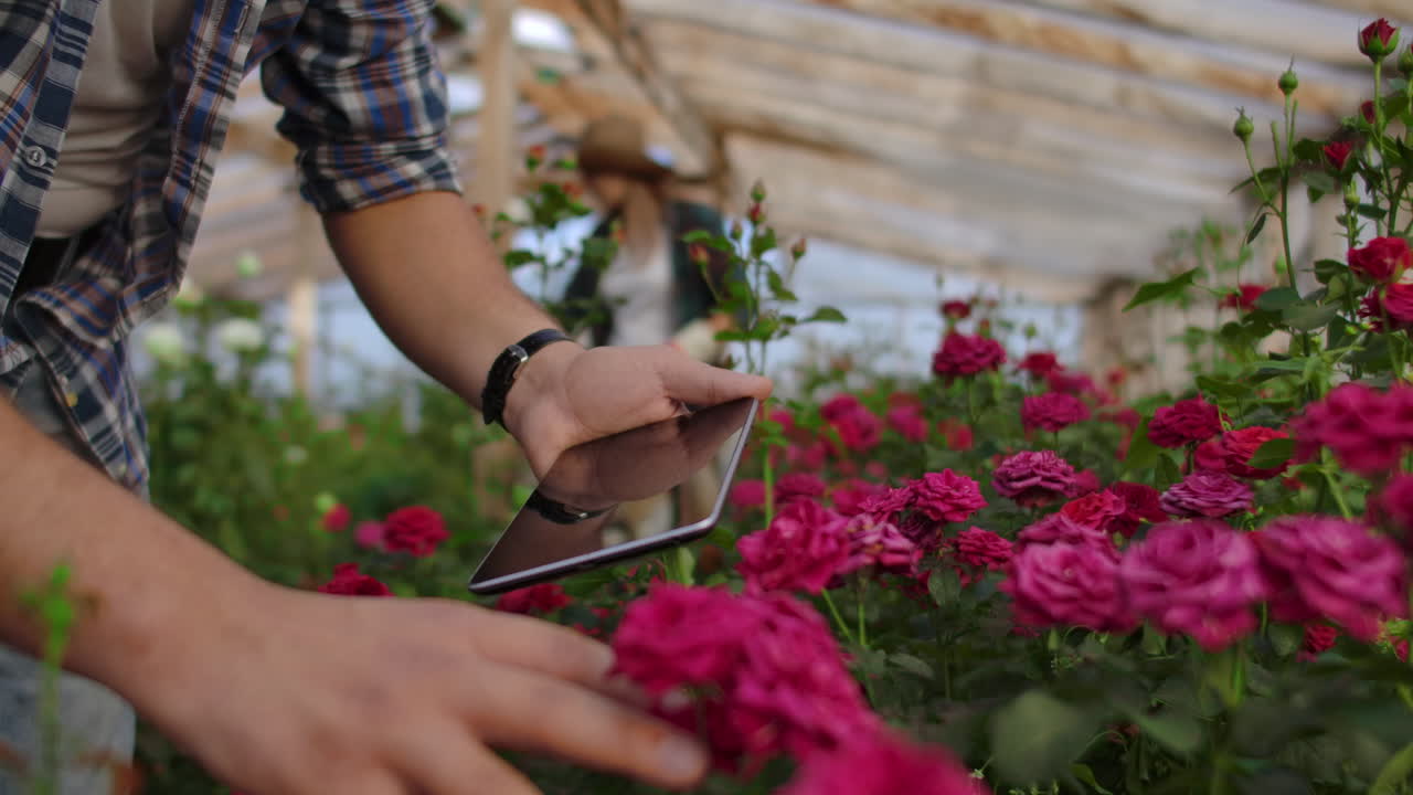 en primer plano, la mano de un jardinero masculino toca las flores y hace datos para el estudio de la cosecha de rosas. estudio y análisis del crecimiento de las flores.