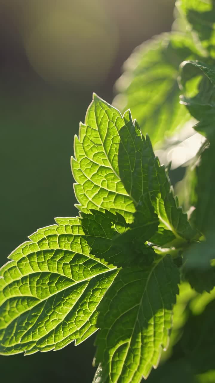 Video ravvicinato di foglie verde brillante illuminate dalla luce del sole