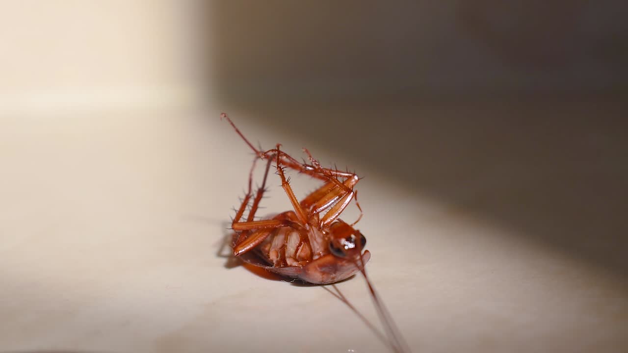 cucaracha tumbada boca abajo en el suelo de la casa y tratando de levantarse y pararse de cerca, cucaracha de la casa tumbada boca abajo en la alfombra del suelo