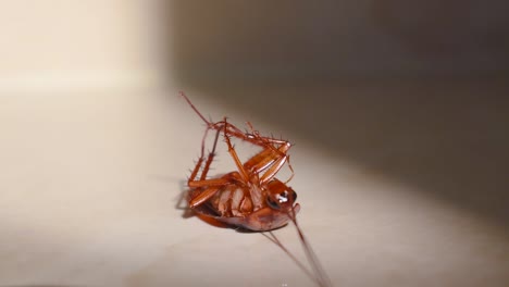 Cucaracha-Tumbada-Boca-Abajo-En-El-Suelo-De-La-Casa-Y-Tratando-De-Levantarse-Y-Pararse-De-Cerca,-Cucaracha-De-La-Casa-Tumbada-Boca-Abajo-En-La-Alfombra-Del-Suelo