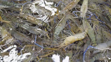 A-close-up-shot-of-live-giant-river-prawns-in-a-tank-for-sale-in-a-Seafood-wet-market-in-Thailand