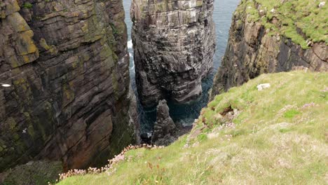 a slow tiling shot reveals seabirds flying over a turquoise green ocean in front of a dramatic sea stack rising out of the ocean and covered in a seabird colony as waves crash