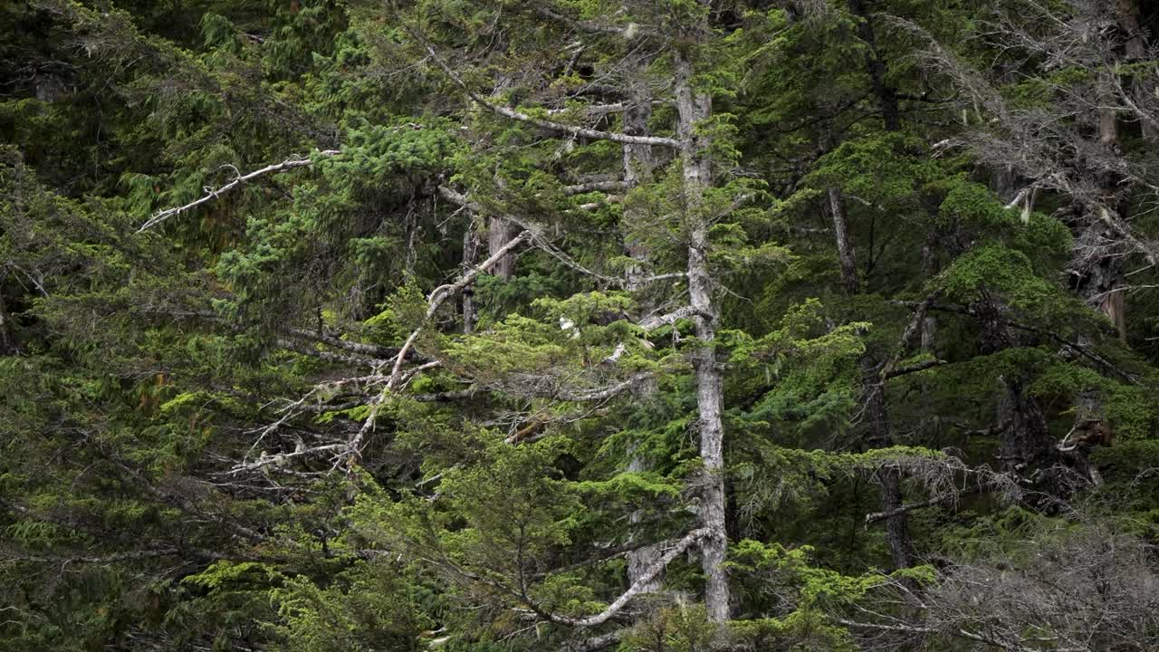 Bald eagle sitting on a tree branch in Sitka, Alaska, United States of America.