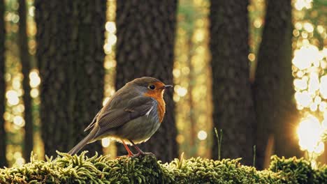 a serene video scene of a robin on moss, captured at eye level, with a soft-focus forest background