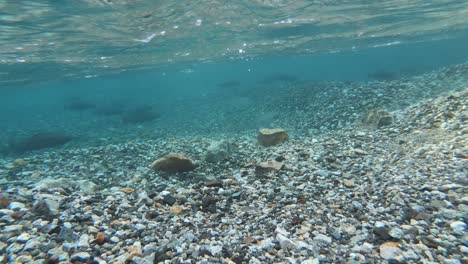 underwater shot of rainbow trouts swimming in the patagonia region