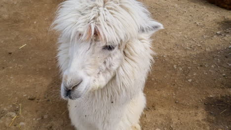 white llama's head