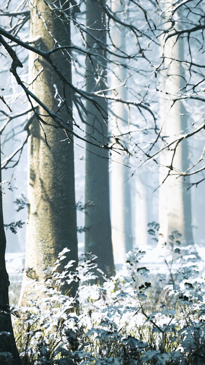 Snow covers trees in a forest during winter months in a quiet scene