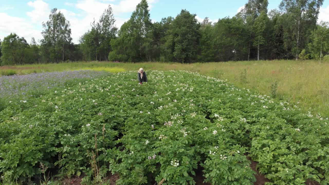 여성 농부는 작은 에서 콜로라도 정벌레를 골라 리 슬라이더 낮은 각도