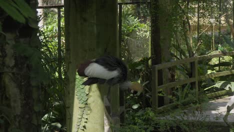 A-grey-crowned-crane-perched-on-a-railing-at-at-Bali-Bird-Park-in-Indonesia