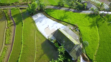 Vista-Aérea-De-Un-Granjero-Está-Secando-Arroz-Al-Sol-En-La-Cabaña-En-Medio-Del-Campo-De-Arroz---Actividad-Rural-En-Indonesia