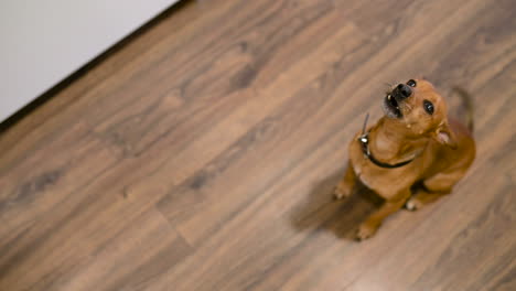 vista superior de un perro marrón ladrando y rogando por su regalo mientras está sentado en el suelo