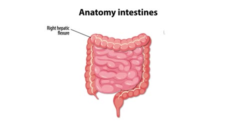 detailed illustration of human intestines with labels