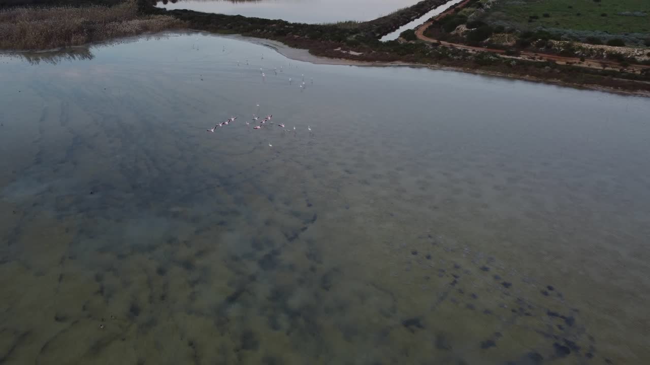 vista aérea de drones de pájaros flamencos volando bajo sobre agua verde turbia, pan