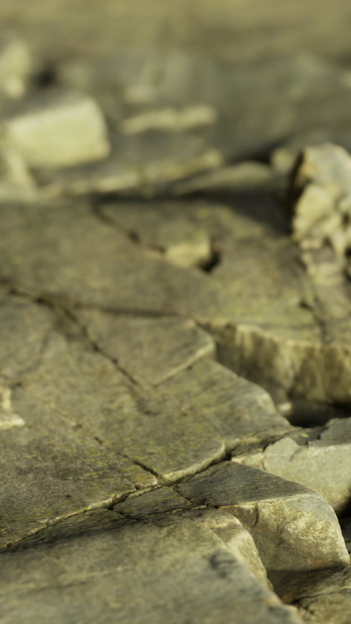 Crab walks on rocky surface near water on sunny day in coastal area