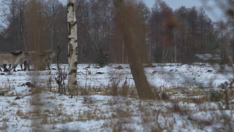 Group-of-wild-bison's-and-horses-running-over-the-snow-covered-field-in-cloudy-winter-day,-out-of-focus-dead-grass-and-birch-trees-in-foreground,-wide-shot