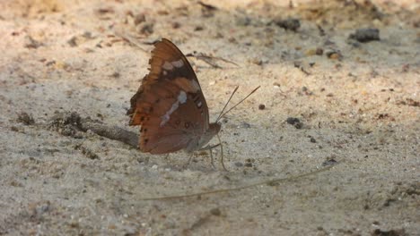 Mariposa-Relajándose-En-El-Suelo