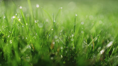 Macro-shot-of-dew-on-grass