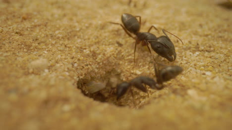 Close-up-footage-of-ants