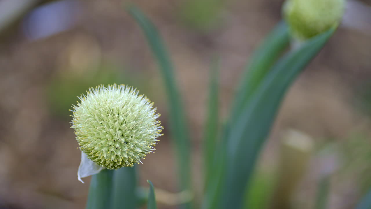 cebolla va a la semilla que sopla en el viento