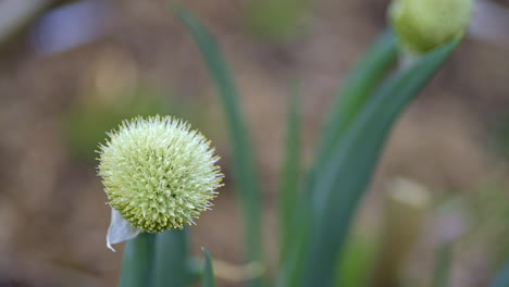 Onion-going-to-seed-blowing-in-the-wind