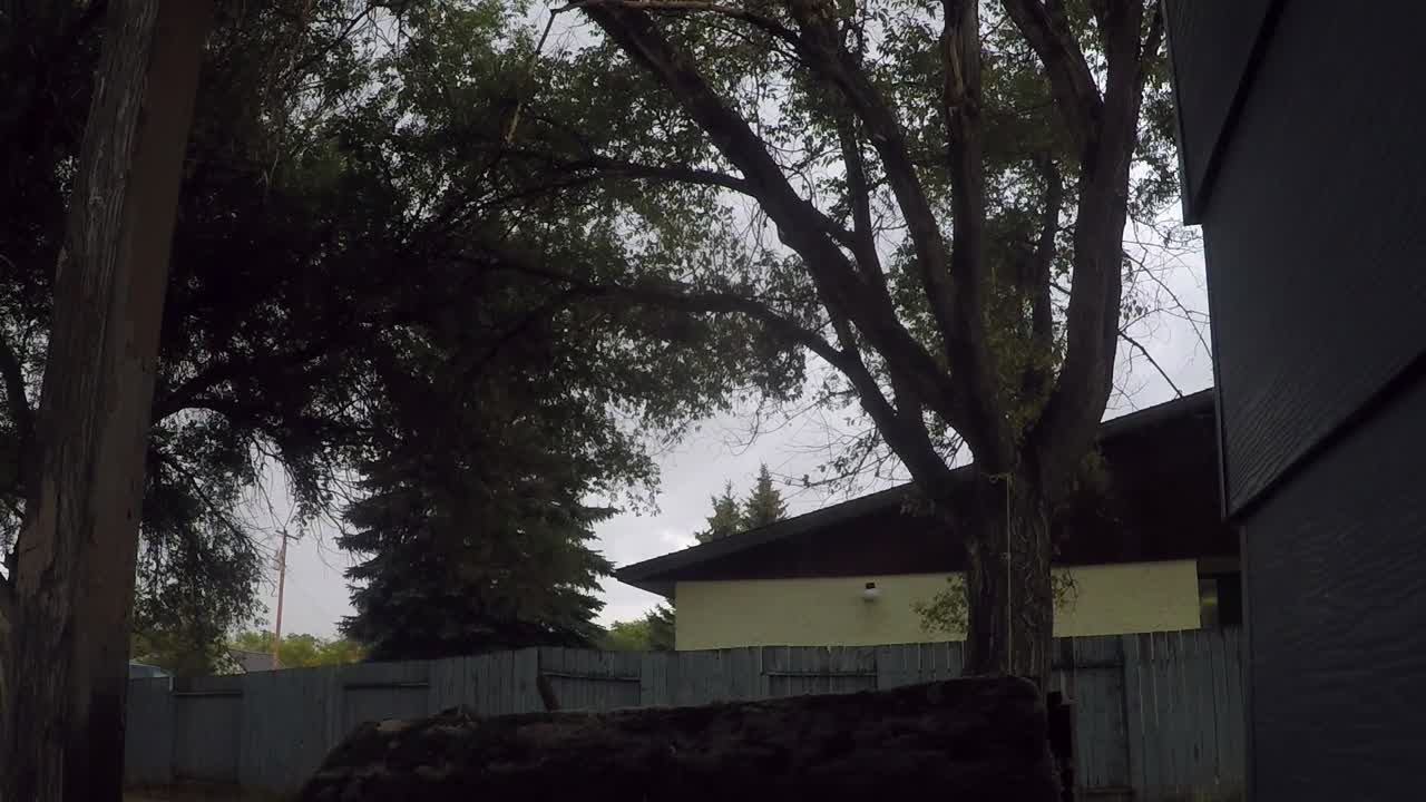 슬로우 모션 - 흐린 날 바람에 부는 집 뒷마당의 나무