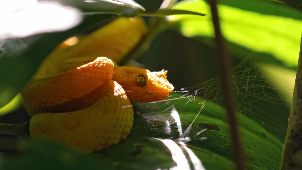 Coiled silently on a mossy branch, the vibrant yellow eyelash pit viper blends into the lush greenery of the Costa Rican rainforest